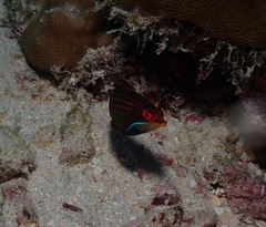 Pseudocheilinus tetrataenia