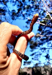 Nerodia fasciata pictiventris