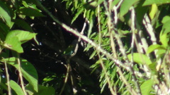 Pionus menstruus reichenowi