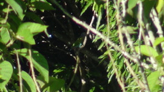 Pionus menstruus reichenowi