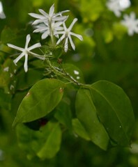 Jasminum elongatum