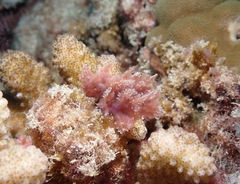 Dasya iridescens