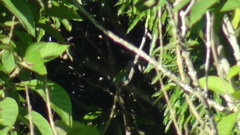 Pionus menstruus reichenowi
