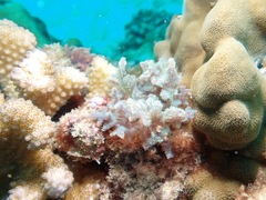 Dasya iridescens