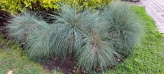 Festuca glauca