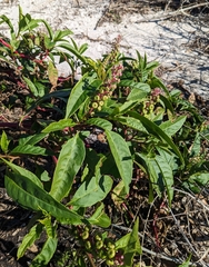 Phytolacca americana rigida