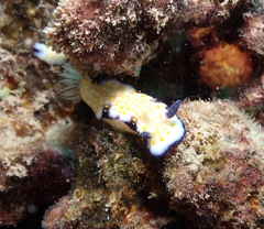Hypselodoris imperialis