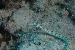 Corythoichthys flavofasciatus