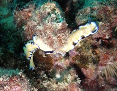 Hypselodoris imperialis