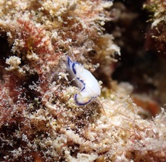 Hypselodoris peasei