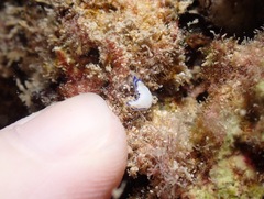 Hypselodoris peasei