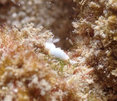 Goniobranchus verrieri