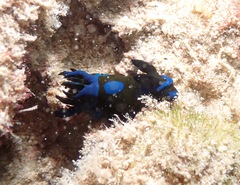 Tambja morosa