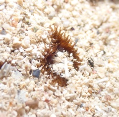 Palythoa