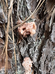 Dendroctonus terebrans