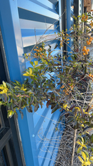 Duranta erecta