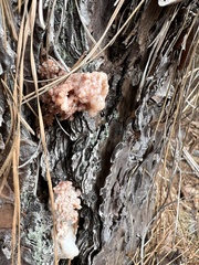 Dendroctonus terebrans