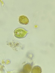 Phacus monilatus suecicus