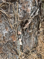 Dendroctonus terebrans