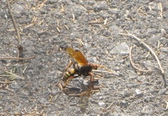 Cryptocheilus annulatus