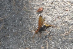 Cryptocheilus annulatus