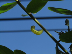 Phoebis philea
