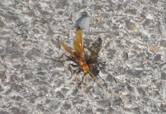 Cryptocheilus annulatus