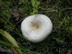 Lactarius scoticus
