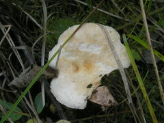 Lactarius scoticus