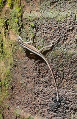 Anolidae