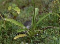 Elephantopus angustifolius