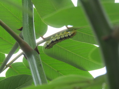 Phoebis philea