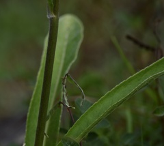 Elephantopus angustifolius