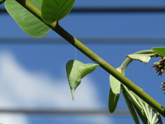 Phoebis philea