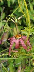 Passiflora cupraea
