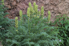 Biebersteinia orphanidis