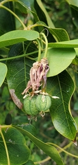 Passiflora cupraea
