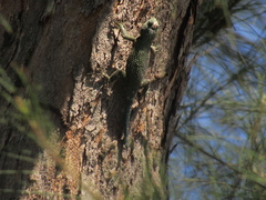 Sceloporus malachiticus