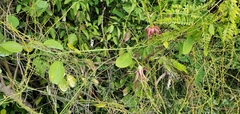 Passiflora cupraea