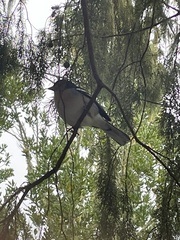 Fringilla coelebs maderensis