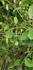 Passiflora cupraea