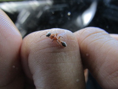 Pseudomyrmex gracilis