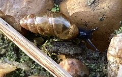 Cochlicopa lubrica