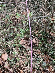 Rubus occidentalis