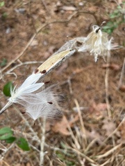Asclepias tuberosa