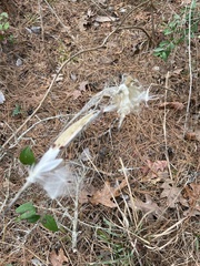 Asclepias tuberosa