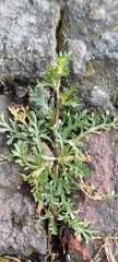 Lepidium bipinnatifidum