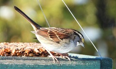 Zonotrichia albicollis