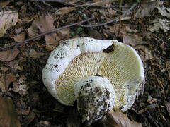 Lactifluus bertillonii