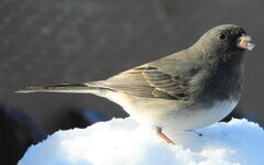 Junco hyemalis